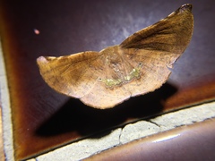 Garaeus apicata