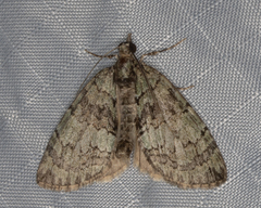 Hydriomena perfracta