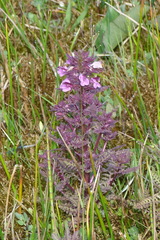 Pedicularis palustris