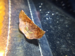 Garaeus apicata
