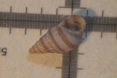 Cingula trifasciata