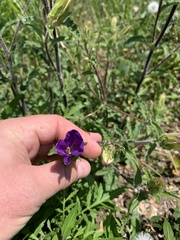 Campanula medium