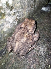 Bufo bufo