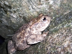 Bufo bufo