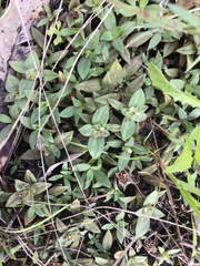 Richardia humistrata