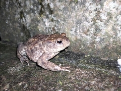Bufo bufo