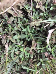 Richardia humistrata