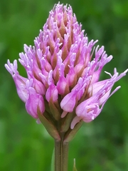 Traunsteinera globosa