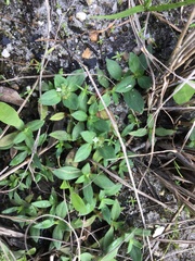 Richardia humistrata