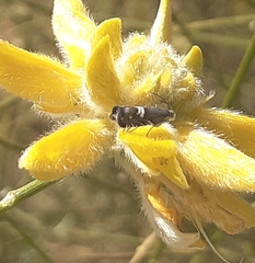 Grapholita internana