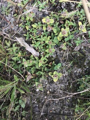 Richardia humistrata