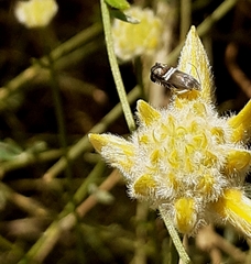 Grapholita internana