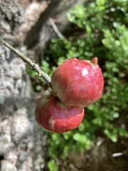 Biorhiza