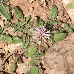 Centaurea raphanina raphanina