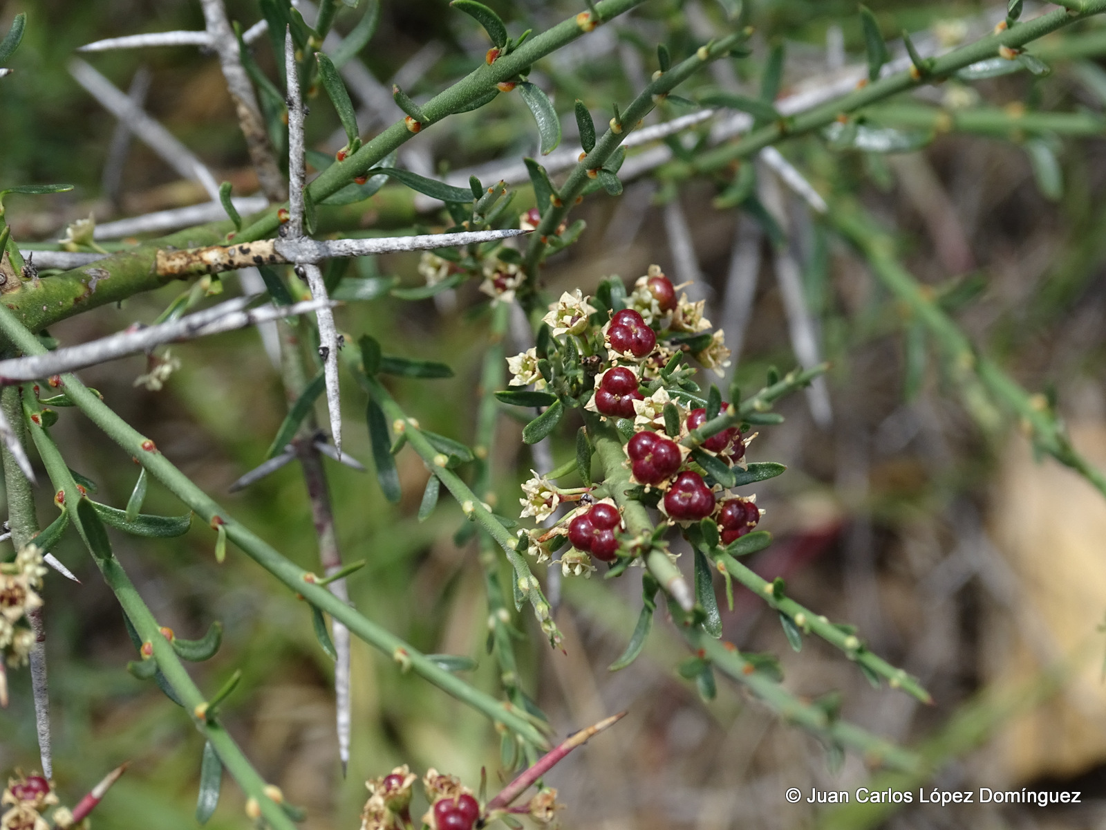 Adolphia infesta