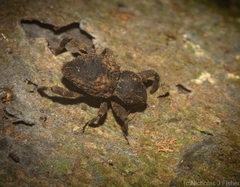 Methidrysis afflicta