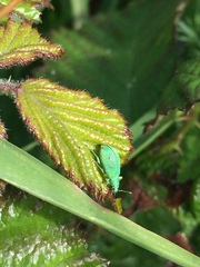 Polydrusus planifrons