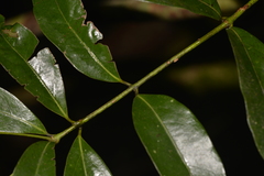 Cinnamomum virens