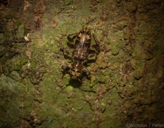 Stigmatium mastersii