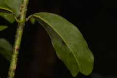 Cinnamomum virens
