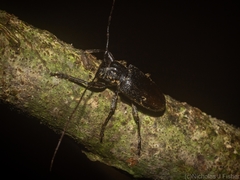 Prosoplus bakewellii