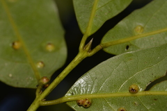 Cinnamomum virens