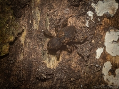 Methidrysis afflicta