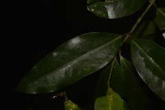 Cinnamomum virens