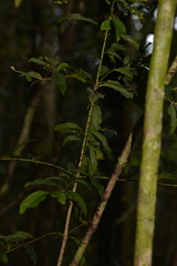 Cinnamomum virens