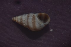 Cingula trifasciata