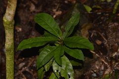 Atractocarpus benthamianus