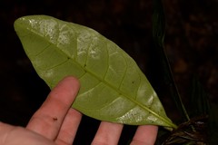 Atractocarpus benthamianus