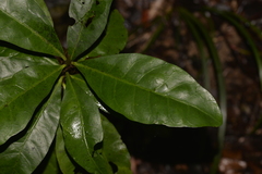 Atractocarpus benthamianus