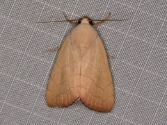 Bagisara buxea
