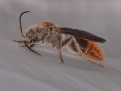 Sphaeropthalma marpesia