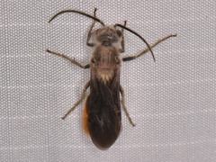 Sphaeropthalma marpesia