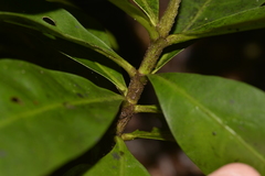 Atractocarpus benthamianus