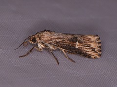 Crambodes talidiformis