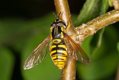 Chrysotoxum cautum