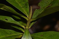 Atractocarpus benthamianus