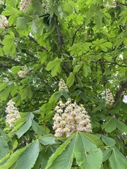 Aesculus hippocastanum