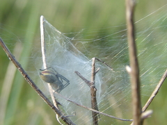 Cheiracanthium punctorium