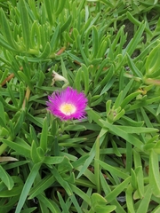 Carpobrotus