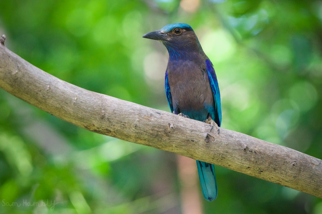 Indochinese Roller photo