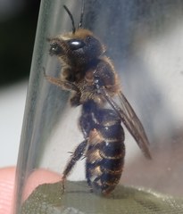 Osmia dimidiata