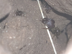 Pheidole sykesii
