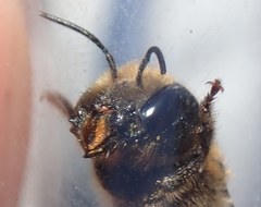 Osmia dimidiata