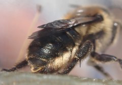 Osmia dimidiata