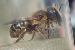 Osmia dimidiata