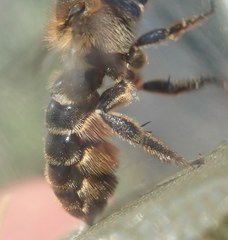 Osmia dimidiata